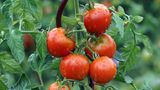 Tomaten vorziehen ab Mitte März
