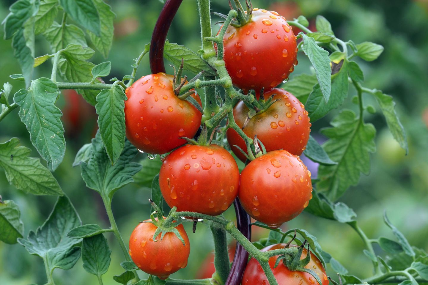 Tomaten vorziehen ab Mitte März Tomaten vorziehen ab Mitte März