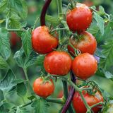 Tomaten vorziehen ab Mitte März