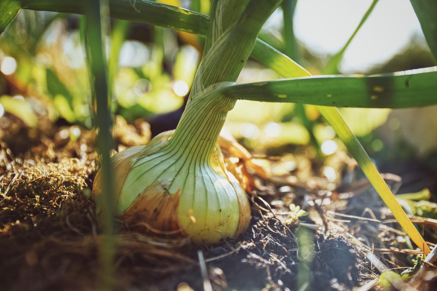 Zwiebeln für die Sommerernte stecken Zwiebeln für die Sommerernte stecken