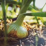 Zwiebeln für die Sommerernte stecken