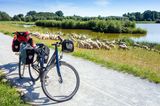 Emsradweg mit Schafen und Fahrrad
