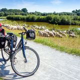 Emsradweg mit Schafen und Fahrrad