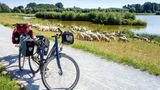 Emsradweg mit Schafen und Fahrrad