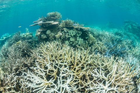 Korallenbleiche, Great Barrier Reef