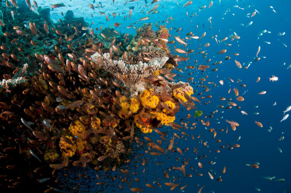 Great Barrier Reef (vor der Bleiche) Great Barrier Reef(vor der Bleiche)