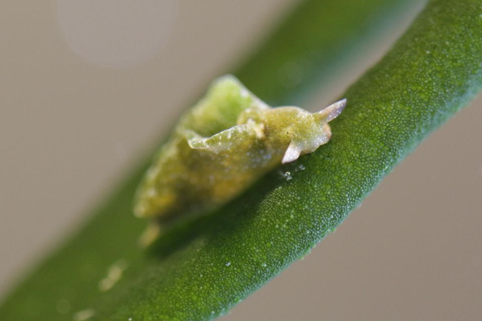 Nahaufnahme einer Meeresschnecke auf einem Algenblatt