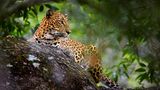 Auge in Auge mit Leoparden im Yala-Nationalpark  Yala Nationalpark Leopard sitzt auf einem Baum
