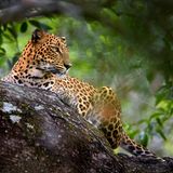 Yala Nationalpark Leopard sitzt auf einem Baum