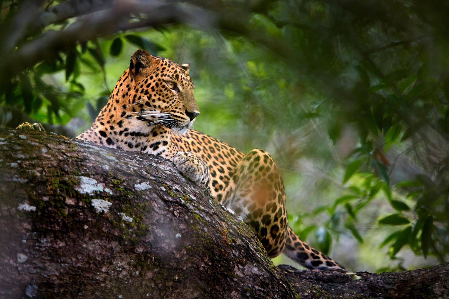Auge in Auge mit Leoparden im Yala-Nationalpark Yala Nationalpark Leopard sitzt auf einem Baum