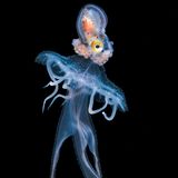 Papier Nautilus reitet auf einer Qualle