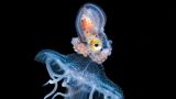 Papier Nautilus reitet auf einer Qualle