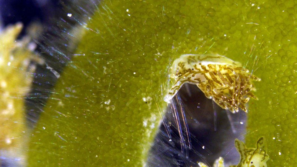 Meeresschnecken mit blattähnlichen Auswüchsen auf Algen Meeresschnecken mit blattähnlichen Auswüchsen auf Algen