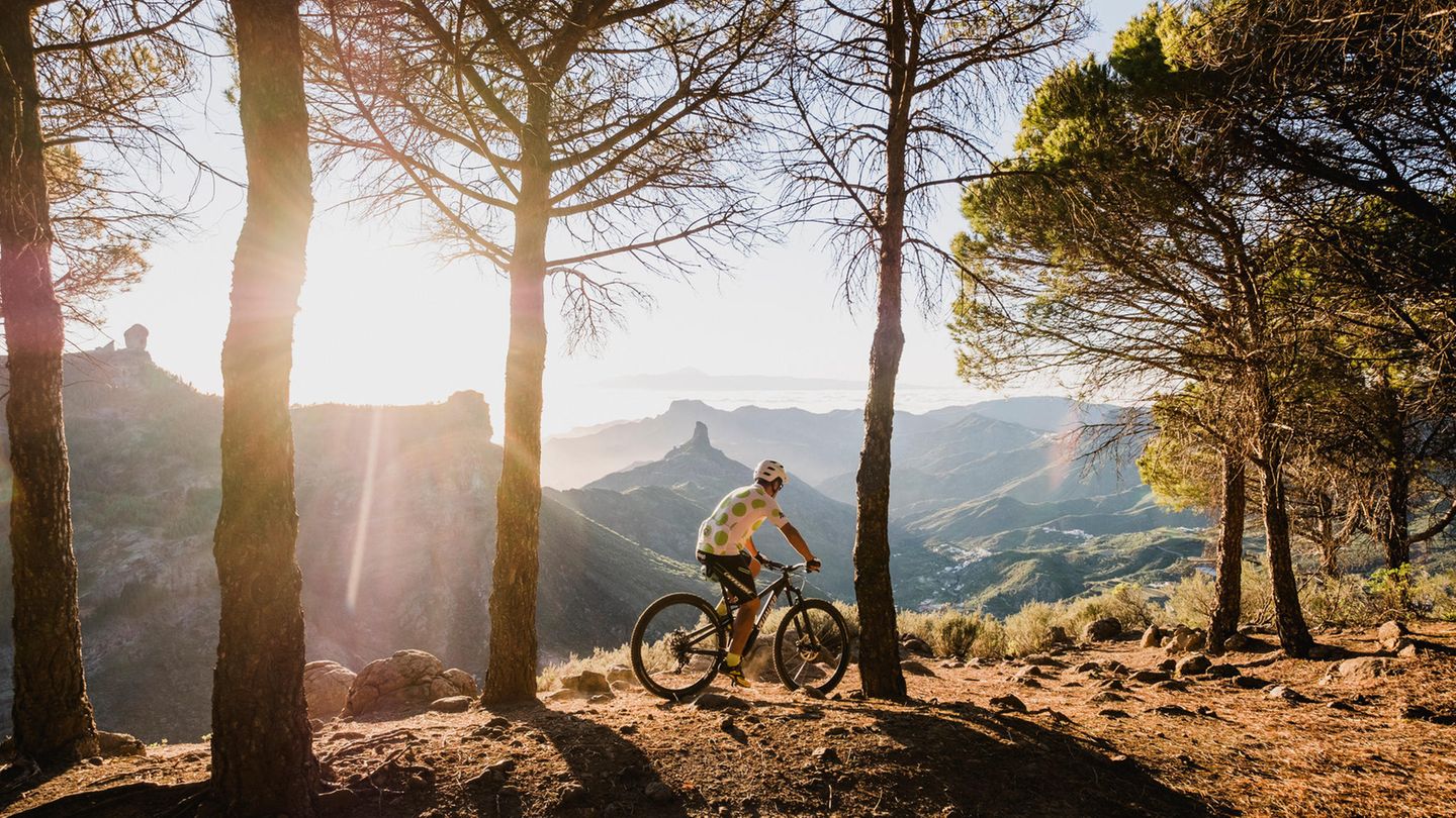 Fahrradfahrer im Wald