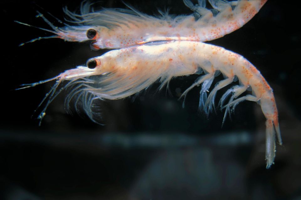 Zwei Krillfische im Meer