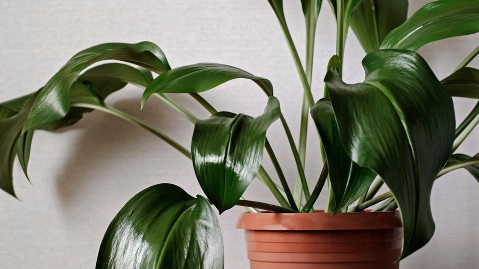 Schusterpalme im Topf Schusterpalme im Topf
