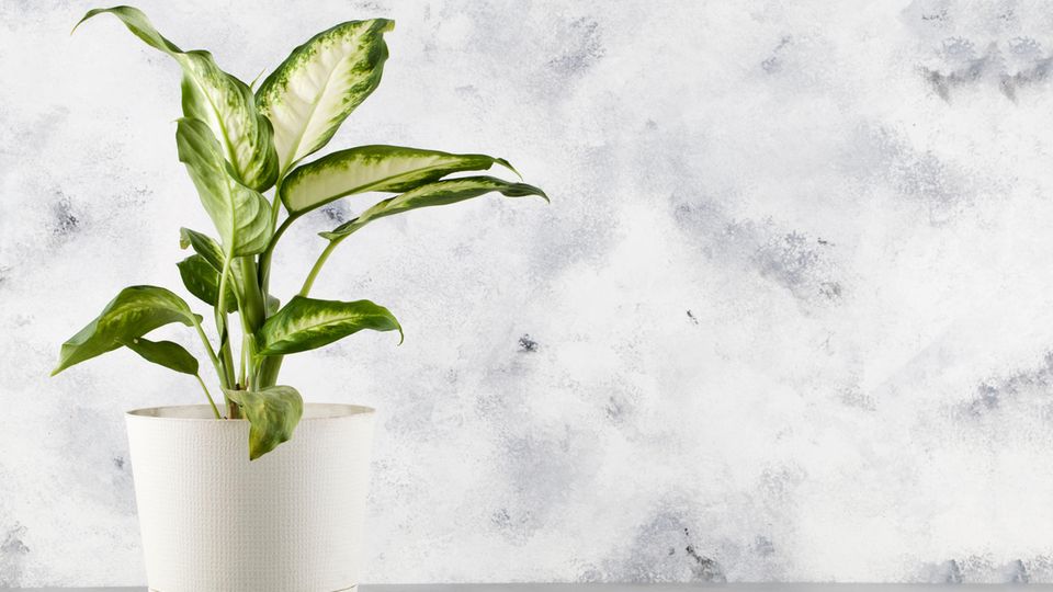 Dieffenbachie in weißem Topf Dieffenbachie in weißem Topf