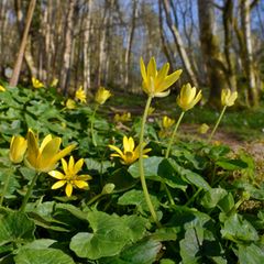 Frühlingsbote: Das Scharbockskraut reckt seine Blüten in die Waldluft. Viele Pflanzen registrieren die Temperaturen – und blühen aufgrund der Erwärmung durch den Klimawandel immer früher