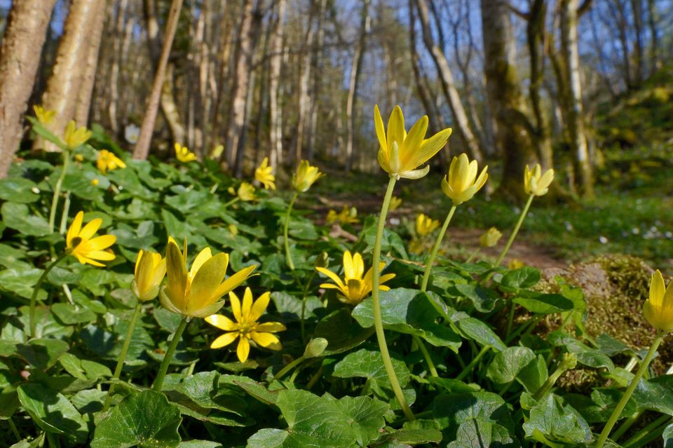 Frühlingsbote: Das Scharbockskraut reckt seine Blüten in die Waldluft. Viele Pflanzen registrieren die Temperaturen – und blühen aufgrund der Erwärmung durch den Klimawandel immer früher  1.5004