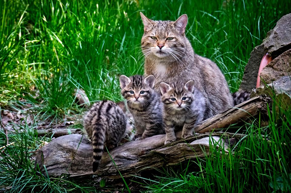 Europäische Waldkatze auf einer Wiese, mit ihren Kindern.
