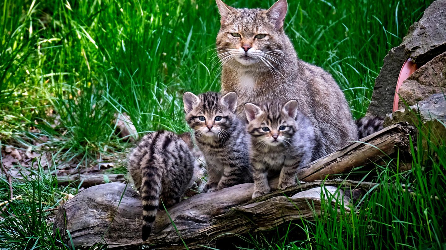 Tierlexikon Die Europäische Wildkatze [GEOLINO] [GEOLINO]