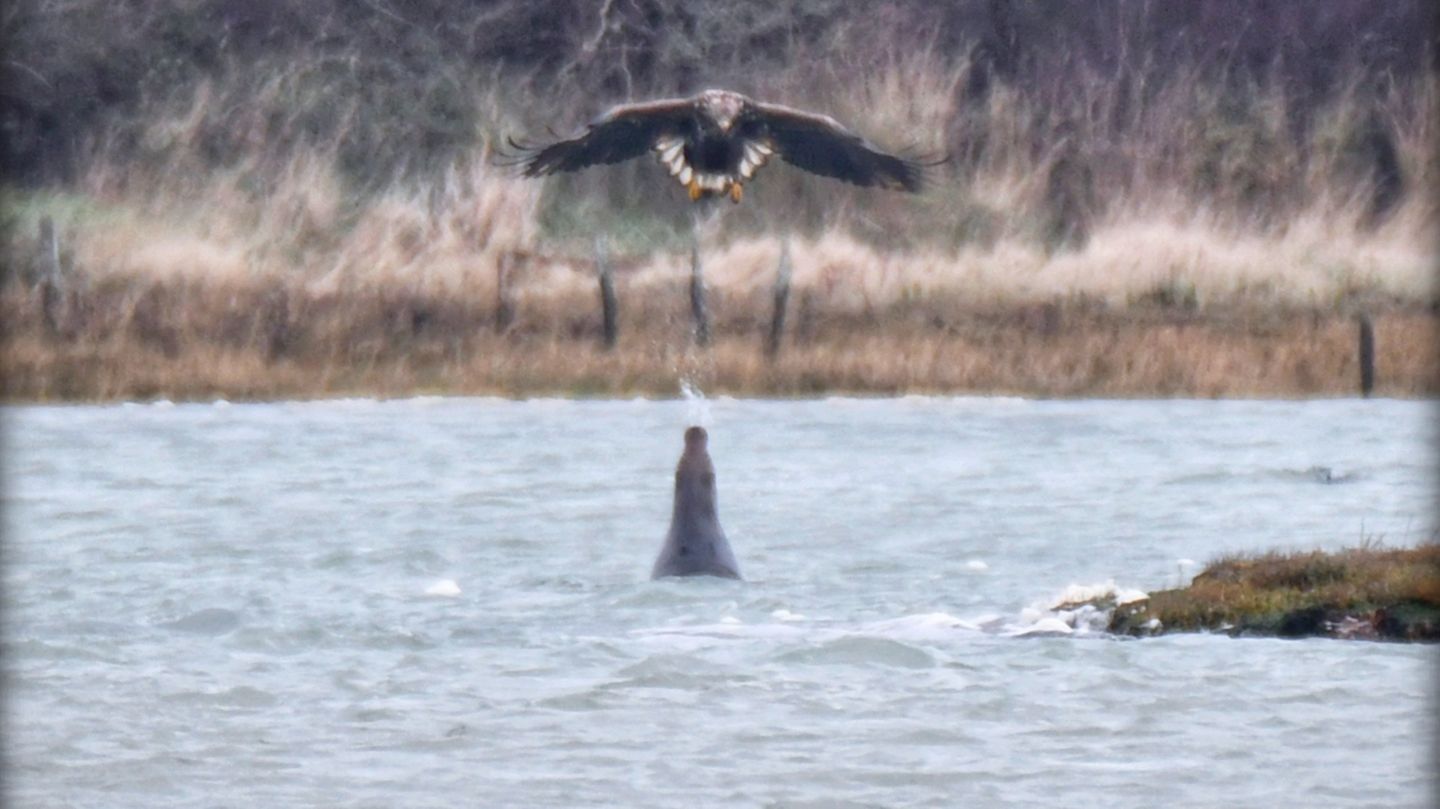 Eine Robbe spritzt einen Adler mit Wasser an