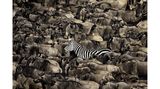 Verstecken kann sich dieses Zebra zwischen all den Gnus nicht. Tatsächlich lief es friedlich mit der Herde, als Pui Sun Tang die Szene im kenianischen Naturschutzgebiet Masai Mara ablichtete.