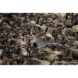 Verstecken kann sich dieses Zebra zwischen all den Gnus nicht. Tatsächlich lief es friedlich mit der Herde, als Pui Sun Tang die Szene im kenianischen Naturschutzgebiet Masai Mara ablichtete.