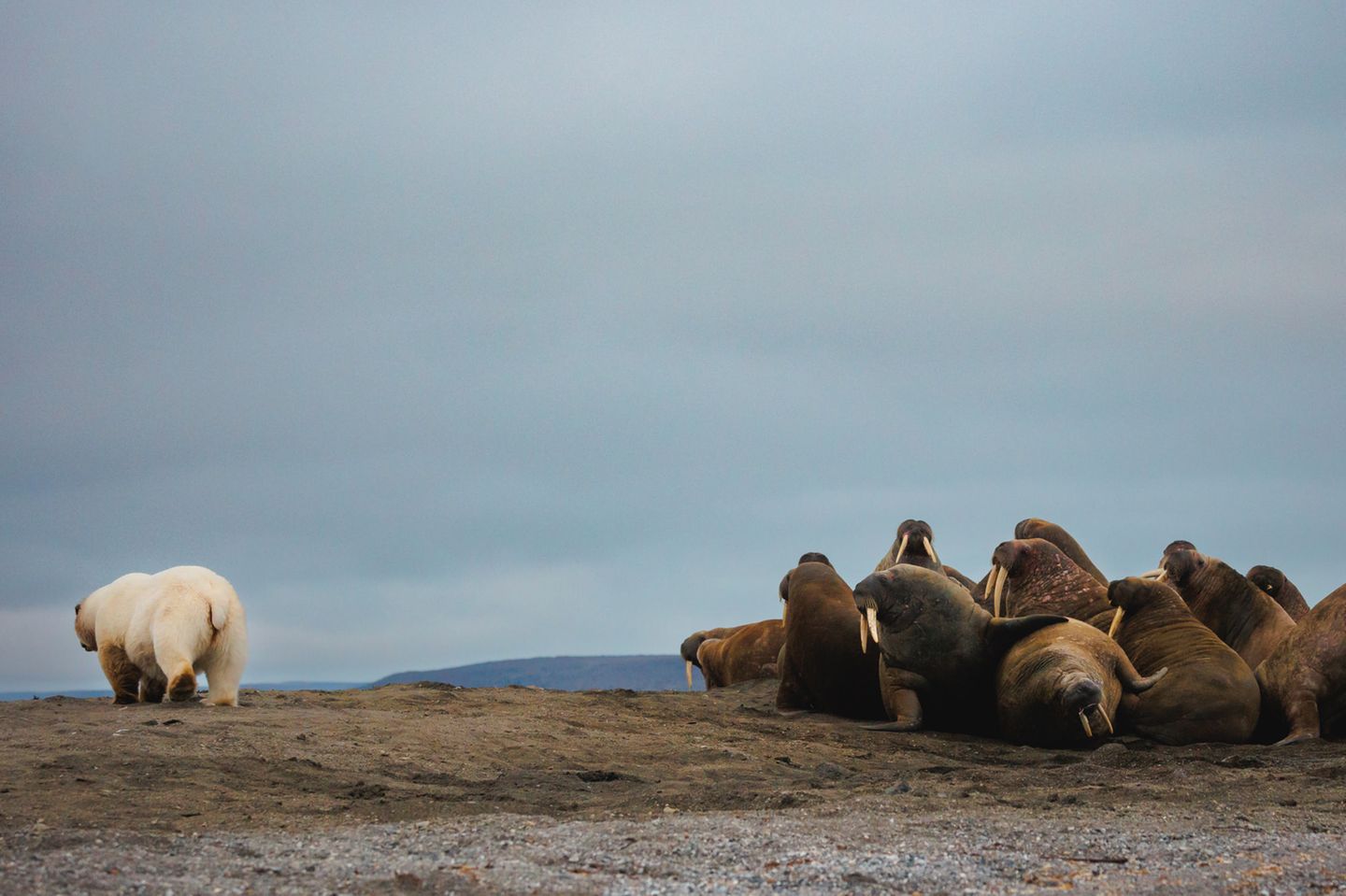 Elodie Ruelleux-Dagorne fotografierte im Norden Norwegens diesen Eisbären, der sich von einer Walrossgruppe abwendet und weiterzieht. Sicher eine gute Idee, denn Walrosse können sich mit ihren großen Stoßzähnen gut wehren und Angreifer sogar töten. Dem Bären mag es recht sein – er ist noch gut genährt von einem Walkadaver, an dem er sich wochenlang sattgefressen hat. 
