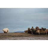 Elodie Ruelleux-Dagorne fotografierte im Norden Norwegens diesen Eisbären, der sich von einer Walrossgruppe abwendet und weiterzieht. Sicher eine gute Idee, denn Walrosse können sich mit ihren großen Stoßzähnen gut wehren und Angreifer sogar töten. Dem Bären mag es recht sein – er ist noch gut genährt von einem Walkadaver, an dem er sich wochenlang sattgefressen hat. 