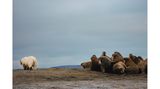 Elodie Ruelleux-Dagorne fotografierte im Norden Norwegens diesen Eisbären, der sich von einer Walrossgruppe abwendet und weiterzieht. Sicher eine gute Idee, denn Walrosse können sich mit ihren großen Stoßzähnen gut wehren und Angreifer sogar töten. Dem Bären mag es recht sein – er ist noch gut genährt von einem Walkadaver, an dem er sich wochenlang sattgefressen hat. 