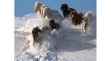 In Teilen der Welt galoppieren verwilderte Hauspferde in freier Wildnis, wie zum Beispiel der nordamerikanische Mustang. Auch in der Mongolei leben Pferde in der freien Natur. Dort fing Chee Kin Wong den magischen Moment ein, als diese prächtigen Exemplare durch tiefen Schnee galoppierten. 