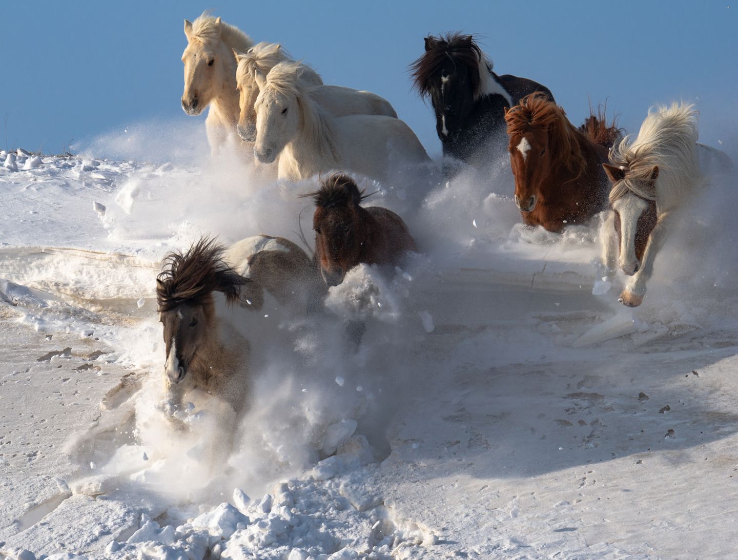 In Teilen der Welt galoppieren verwilderte Hauspferde in freier Wildnis, wie zum Beispiel der nordamerikanische Mustang. Auch in der Mongolei leben Pferde in der freien Natur. Dort fing Chee Kin Wong den magischen Moment ein, als diese prächtigen Exemplare durch tiefen Schnee galoppierten. 