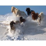 In Teilen der Welt galoppieren verwilderte Hauspferde in freier Wildnis, wie zum Beispiel der nordamerikanische Mustang. Auch in der Mongolei leben Pferde in der freien Natur. Dort fing Chee Kin Wong den magischen Moment ein, als diese prächtigen Exemplare durch tiefen Schnee galoppierten. 