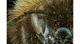 Zusammen mit den Honigbienen gehören Hummeln zu den wichtigsten Bestäubern, besonders in der Landwirtschaft sind wir auf ihre Hilfe angewiesen. Wer das Gesicht der nützlichen Insekten einmal genau studieren möchte, die Nahaufnahme des Fotografen Francis Principe-Gillespie macht’s möglich. 