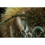 Zusammen mit den Honigbienen gehören Hummeln zu den wichtigsten Bestäubern, besonders in der Landwirtschaft sind wir auf ihre Hilfe angewiesen. Wer das Gesicht der nützlichen Insekten einmal genau studieren möchte, die Nahaufnahme des Fotografen Francis Principe-Gillespie macht’s möglich. 