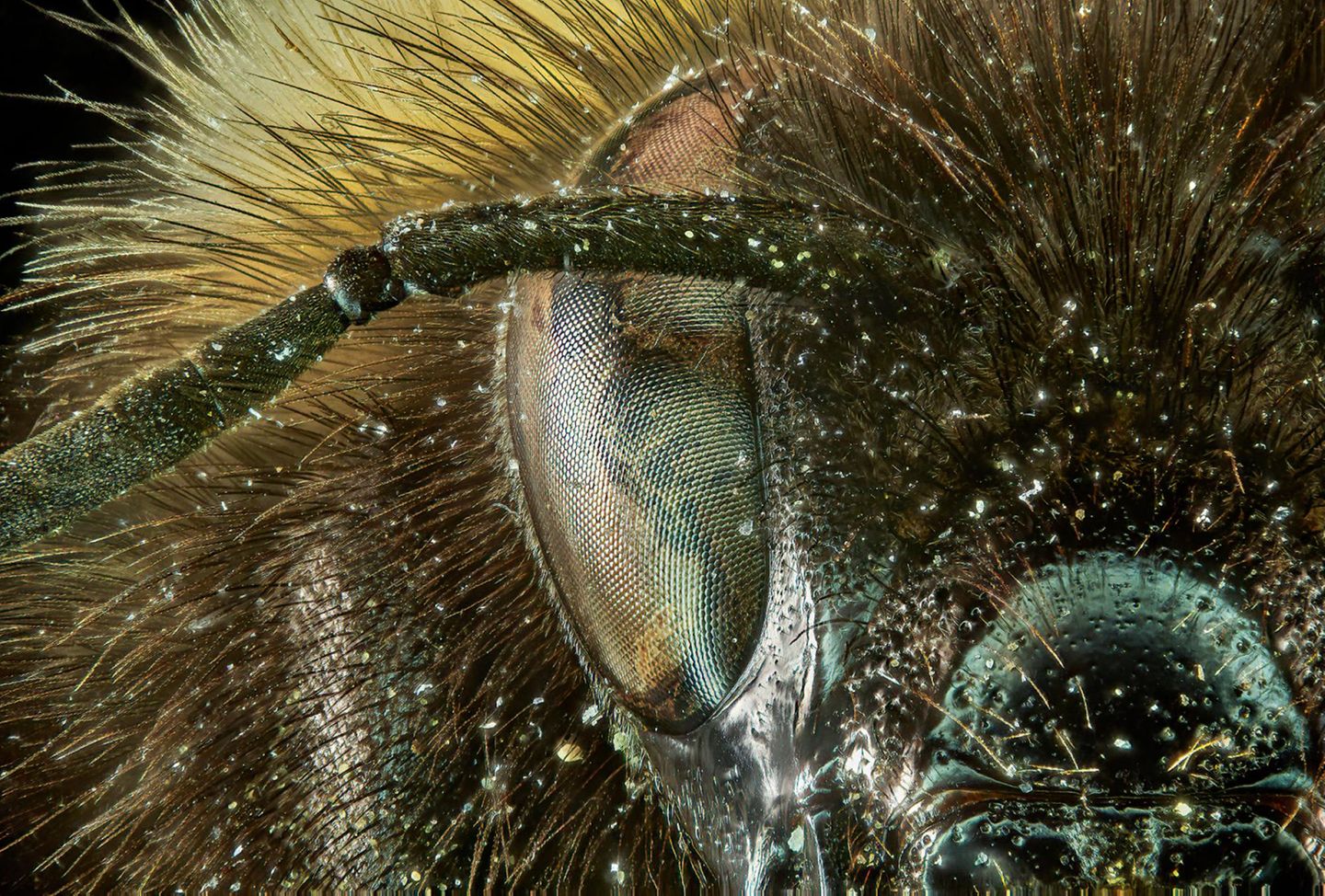 Zusammen mit den Honigbienen gehören Hummeln zu den wichtigsten Bestäubern, besonders in der Landwirtschaft sind wir auf ihre Hilfe angewiesen. Wer das Gesicht der nützlichen Insekten einmal genau studieren möchte, die Nahaufnahme des Fotografen Francis Principe-Gillespie macht’s möglich. 
