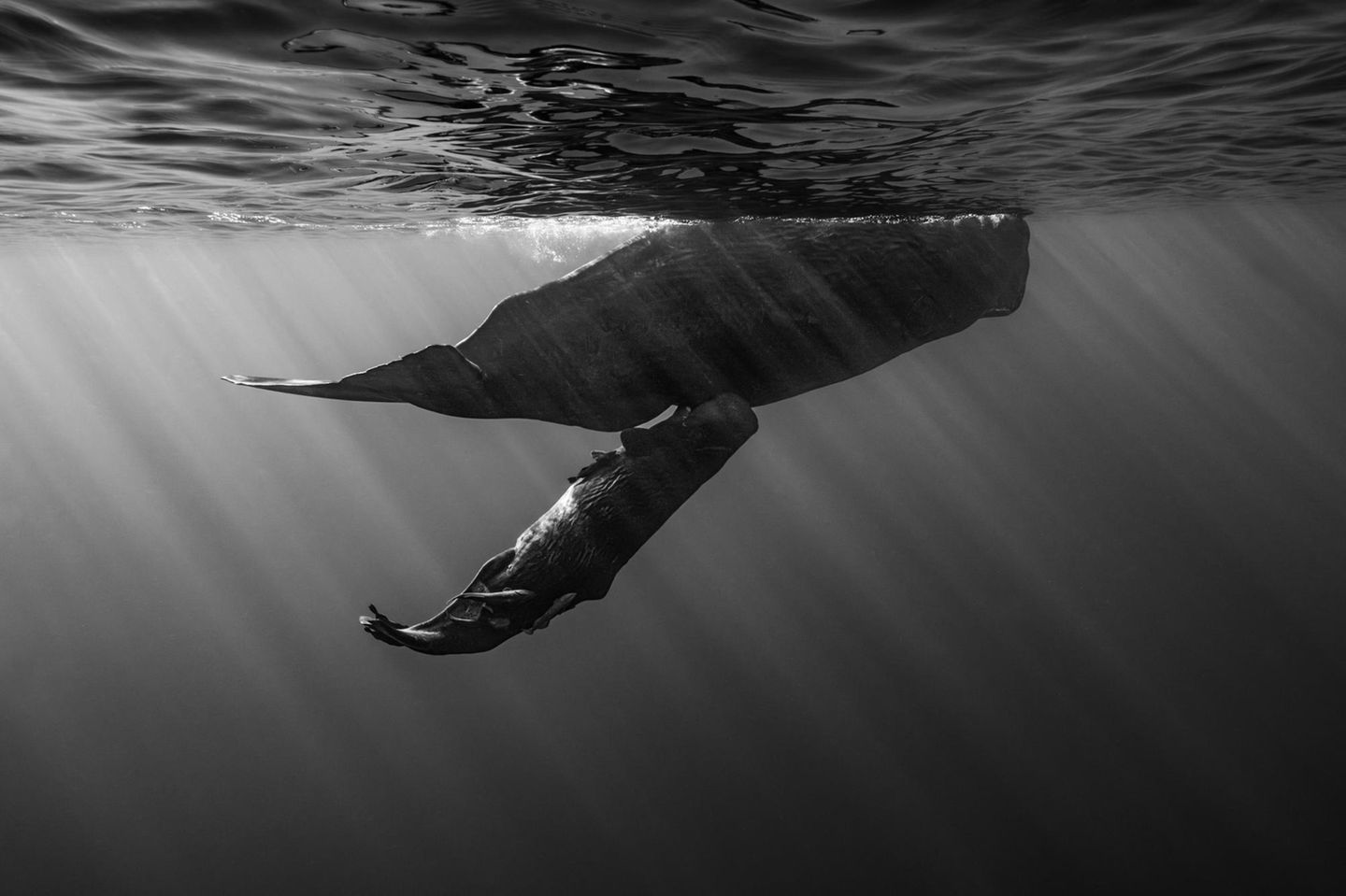 Mother Love Das Säugen des Pottwal-Nachwuchses dauert nur kurz, denn die Tiere können unter Wasser nicht atmen. Presst das Kalb seinen Unterkiefer neben die Brustwarze der Mutter, spritzt ihm die Milch ins Maul. Thien Nguyen Ngoc gelang es im Indischen Ozean, diese seltene Szene knapp unter der Wasseroberfläche einzufangen.