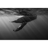 Das Säugen des Pottwal-Nachwuchses dauert nur kurz, denn die Tiere können unter Wasser nicht atmen. Presst das Kalb seinen Unterkiefer neben die Brustwarze der Mutter, spritzt ihm die Milch ins Maul. Thien Nguyen Ngoc gelang es im Indischen Ozean, diese seltene Szene knapp unter der Wasseroberfläche einzufangen. 