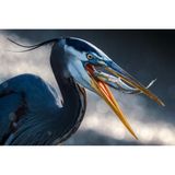 Ein Kanadareiher macht sich über einen frisch gefangenen Fisch her, vielleicht sein Frühstück. Der Fotograf Christopher Baker beobachtete den Fang in den frühen Morgenstunden an einem Feuchtgebiet in Madison, Alabama. 