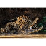 Ein glücklicher Zufall für den Fotografen: Eigentlich neigte sich Ian Fords Reise durch das Pantanal, das größte Binnenfeuchtgebiet der Erde, schon ihrem Ende zu. Als er am letzten Tag seine Unterkunft verließ, hörte er von einem Jaguar in der Nähe und machte sich sofort auf den Weg. "Unser Boot – und meine Kamera – waren perfekt positioniert, als die Raubkatze sich auf den nichtsahnenden Kaiman stürzte." Das diesjährige Gewinnerbild des "Open"-Wettbewerbs der Sony World Photography Awards. 