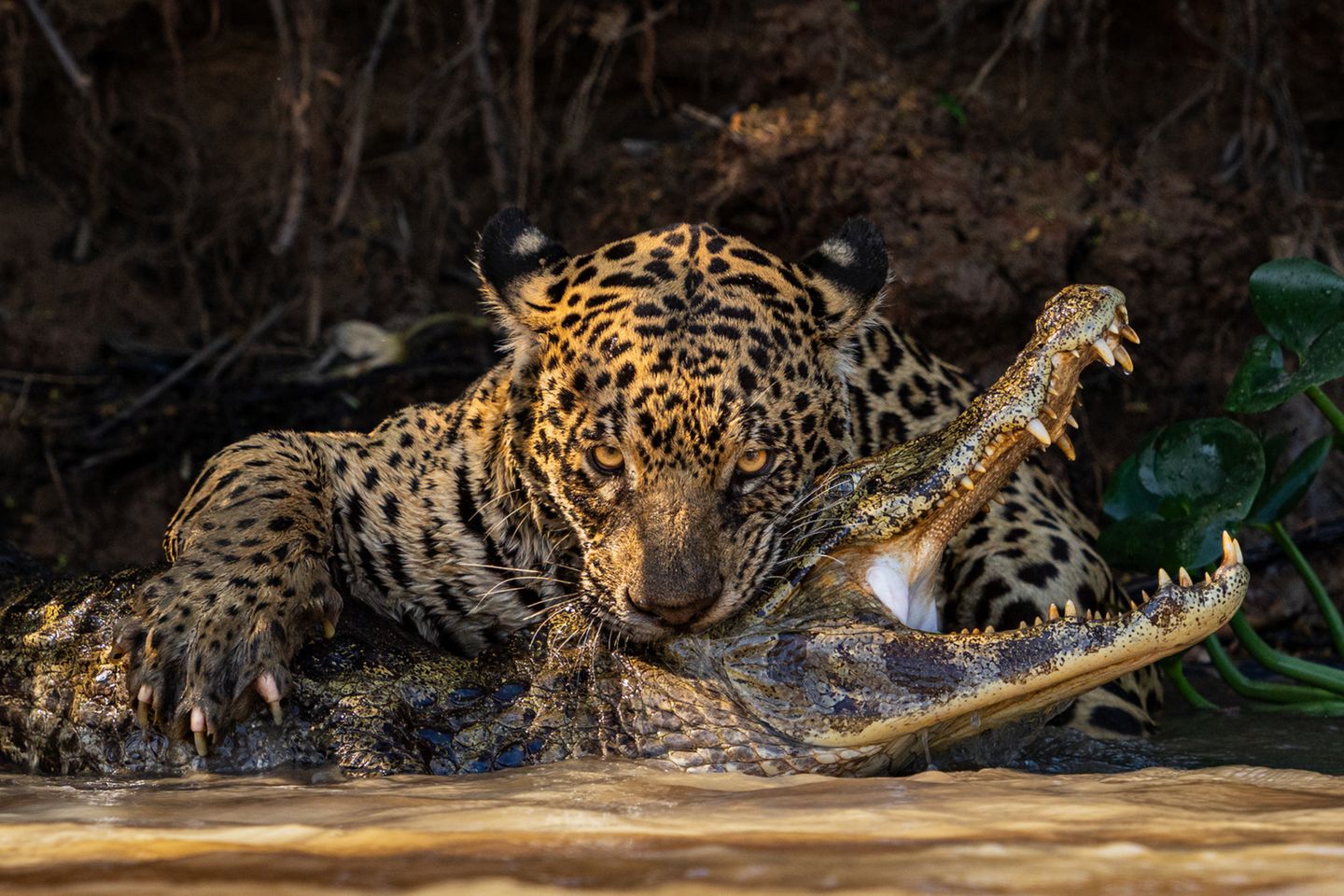 Ein glücklicher Zufall für den Fotografen: Eigentlich neigte sich Ian Fords Reise durch das Pantanal, das größte Binnenfeuchtgebiet der Erde, schon ihrem Ende zu. Als er am letzten Tag seine Unterkunft verließ, hörte er von einem Jaguar in der Nähe und machte sich sofort auf den Weg. "Unser Boot – und meine Kamera – waren perfekt positioniert, als die Raubkatze sich auf den nichtsahnenden Kaiman stürzte." Das diesjährige Gewinnerbild des "Open"-Wettbewerbs der Sony World Photography Awards. 