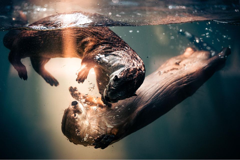 Auch im Zoo können beeindruckende Tierfotos entstehen, wie hier in Tyler im US-Bundesstaat Texas. Das Otterpärchen spielte zur "Golden Hour" – bei Sonnenuntergang – im Becken seines Geheges unter Wasser, als Jonathan McSwain dieses Bild gelang.   1.5004