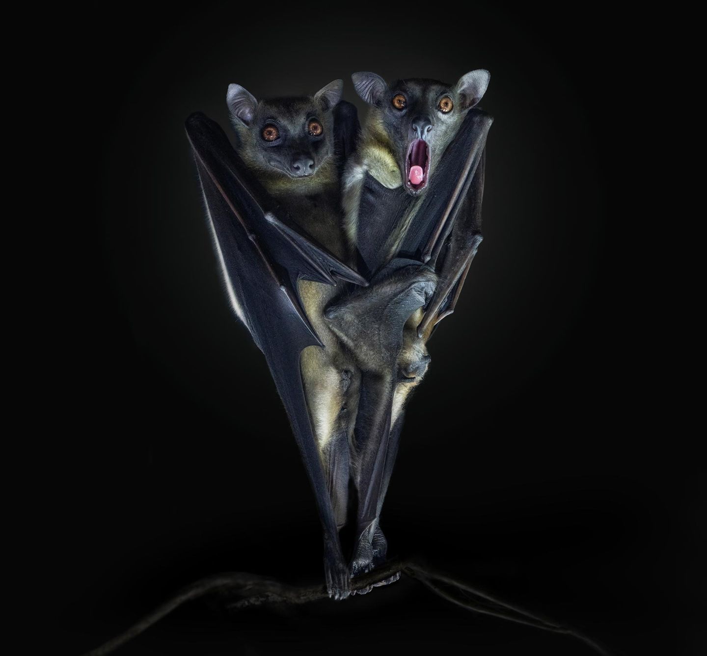 The Scream Fledermäuse und Flughunde sind die einzigen Säugetiere, die fliegen können. Doch ihre Flügel sind nicht stark genug, um vom Boden abzuheben. Die Tiere hängen kopfüber an Bäumen. Pedro Jarque Krebs fotografierte dieses baumelnde Duo und drehte das Bild dann in eine ungewohnte Perspektive.