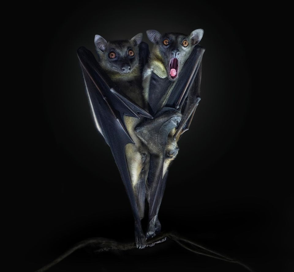 Die besten Tierfotos der Sony World Photography Awards 2024 [GEO]