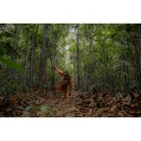 Eigentlich leben Orang-Utans hoch oben in den Bäumen. In Indonesien konnte Jayaprakash Joghee Bojan dieses Männchen aber auf dem Waldboden fotografieren, während es dort nach Ameisen suchte. Neben Früchten und Blättern ernähren sich die Primaten auch von Insekten. 