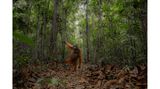 Eigentlich leben Orang-Utans hoch oben in den Bäumen. In Indonesien konnte Jayaprakash Joghee Bojan dieses Männchen aber auf dem Waldboden fotografieren, während es dort nach Ameisen suchte. Neben Früchten und Blättern ernähren sich die Primaten auch von Insekten. 