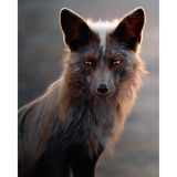 Christopher Ratcliff Iverson beobachtete im US-Bundesstaat Washington Füchse in ihrem natürlichen Lebensraum. Diesen traf er an, als das Tageslicht schon zu schwinden begann. "Ich hatte sehr viel Glück, als ein erwachsener Fuchs mit seinem Nachwuchs auftauchte und der Sonnenuntergang die Tiere von hinten so toll anstrahlte."