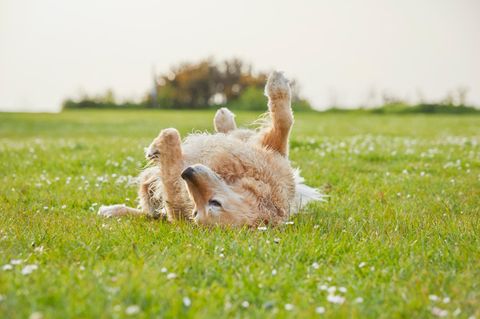 Ein Hund der Rasse Golden Retriever wälzt sich im Dreck im Gas