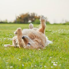 Ein Hund der Rasse Golden Retriever wälzt sich im Dreck im Gas